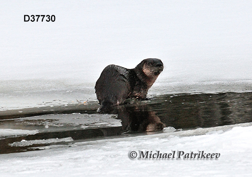 North American River Otter (Lontra canadensis)